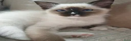 Ragdoll cats for sale: Beautifull ragdoll - Advert 32