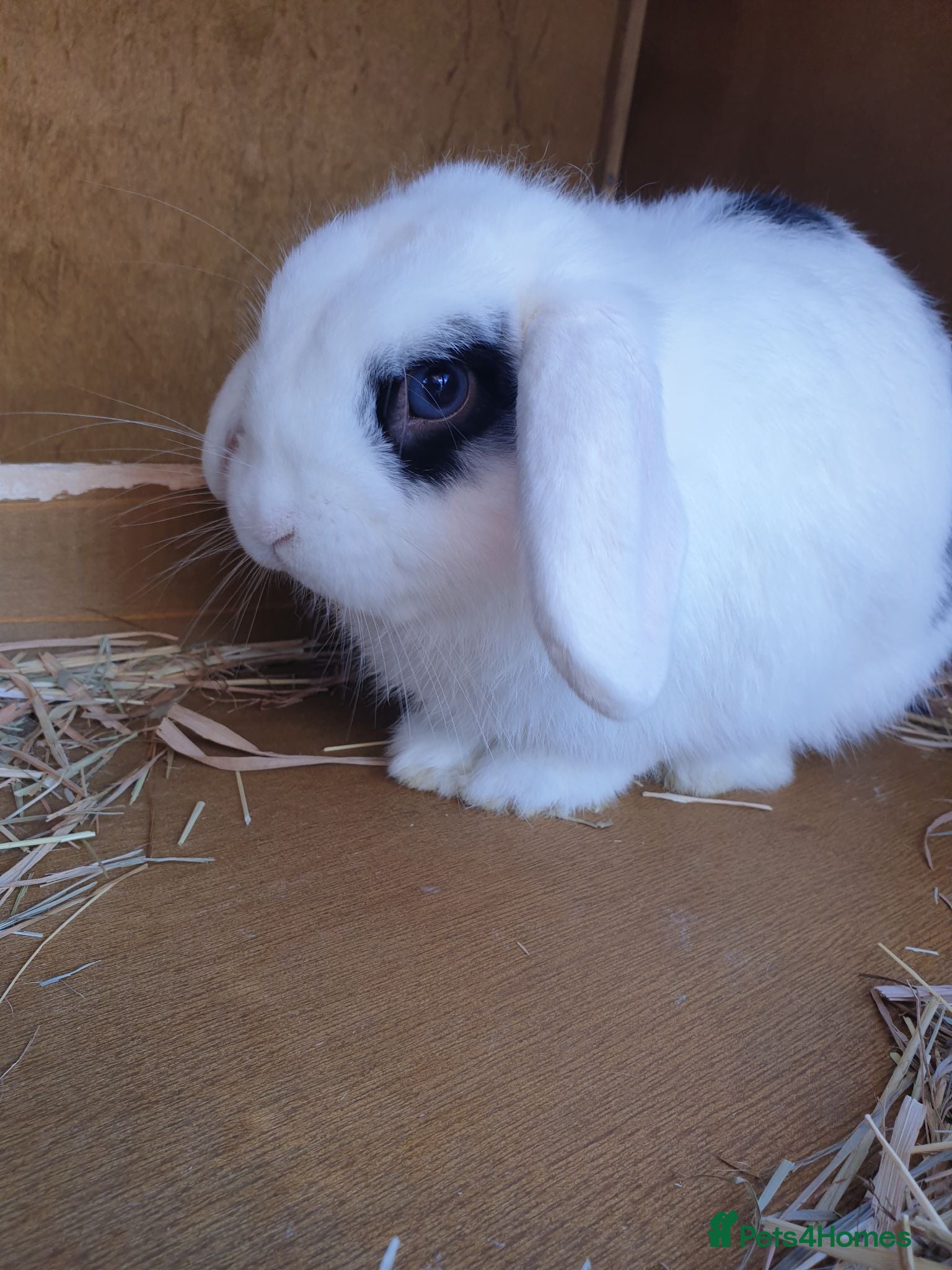 Dwarf Lop rabbits Rabbit - Advert 1