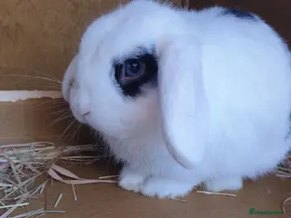 Dwarf Lop rabbits Rabbit - Advert 1