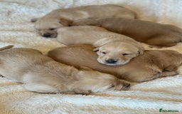 Goldador dogs for sale: Gorgoeus Goldador’s  - Image 5