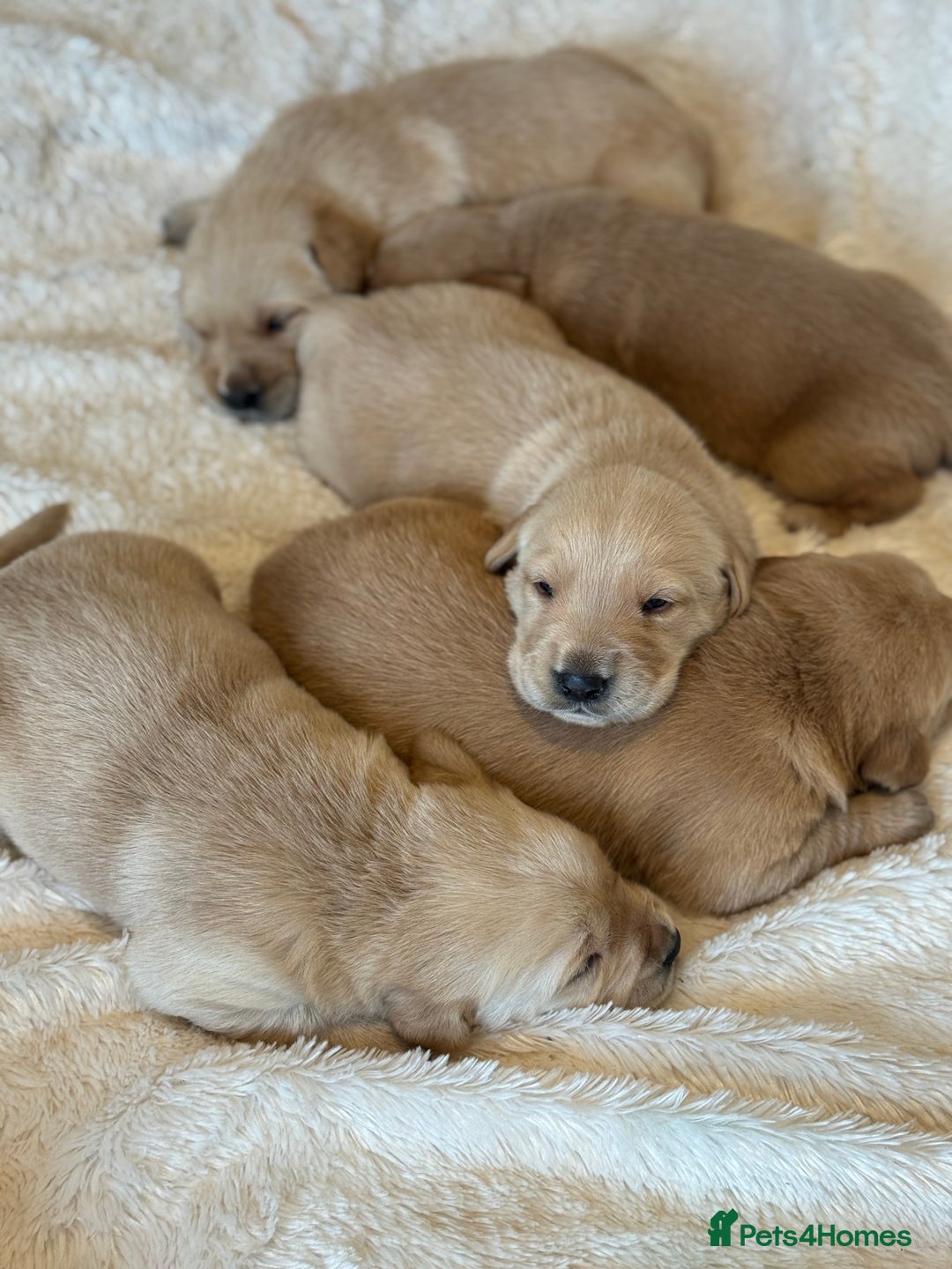 Goldador dogs for sale: Gorgoeus Goldador’s  - Image 5