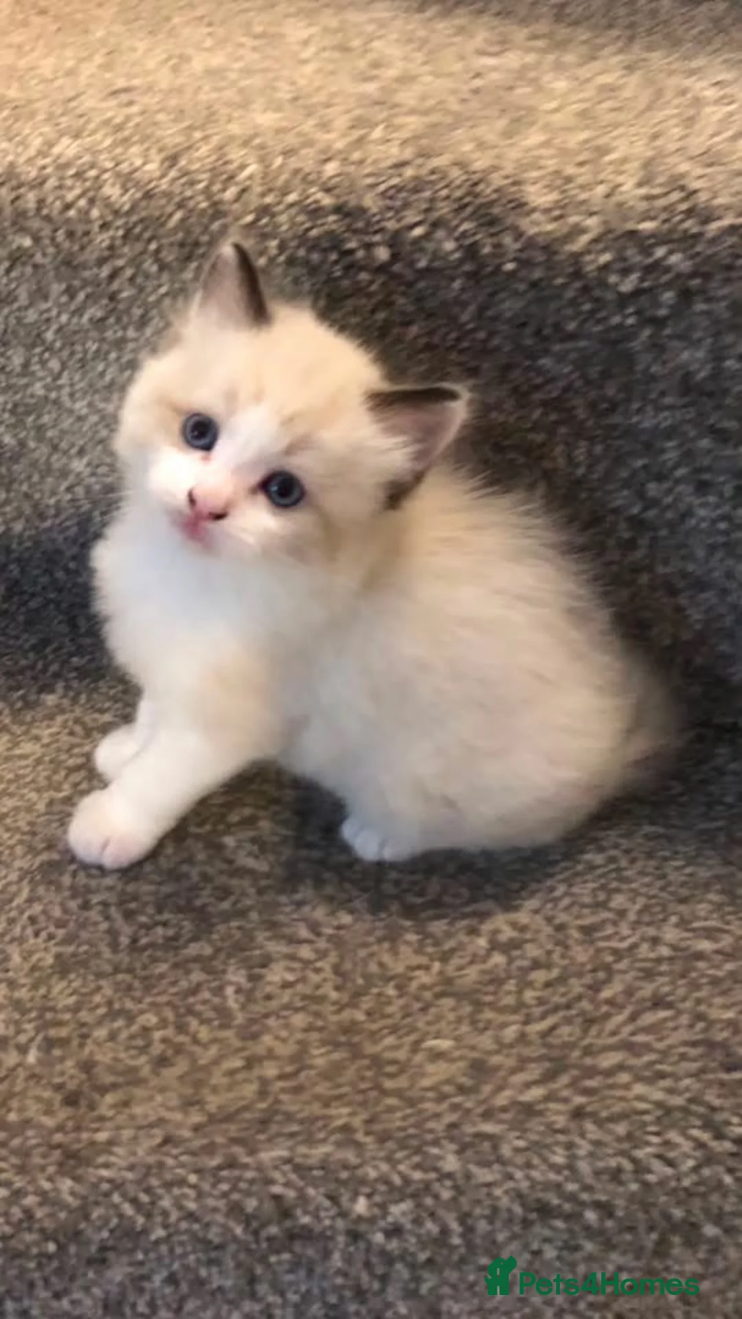 Ragdoll cats for sale: Beautiful Ragdoll Boy  in Hertford - Advert 1