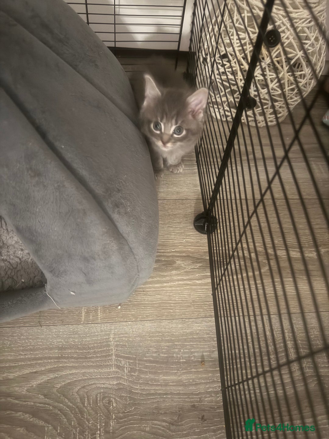 Mixed Breed cats for sale: 3 beautiful grey kittens  - Advert 4