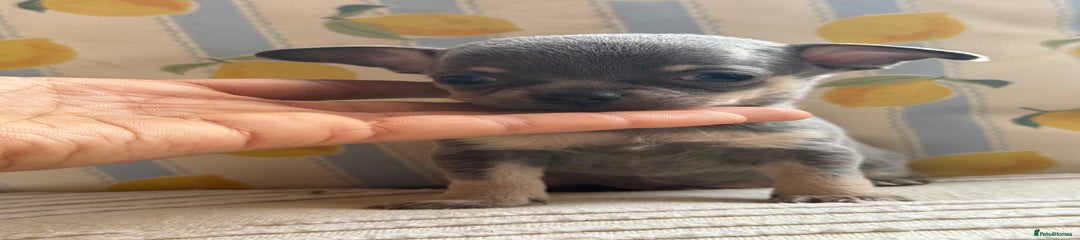 Chihuahua Puppy 1