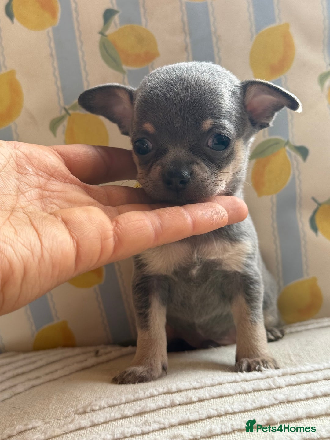 Chihuahua dogs for sale: Outstanding BLUE/TAN & LILAC/TAN puppies  - Image 6