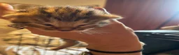 Bengal cats for sale: Stunning Racing Striped 3/4 Bengal Kittens! - Advert 3