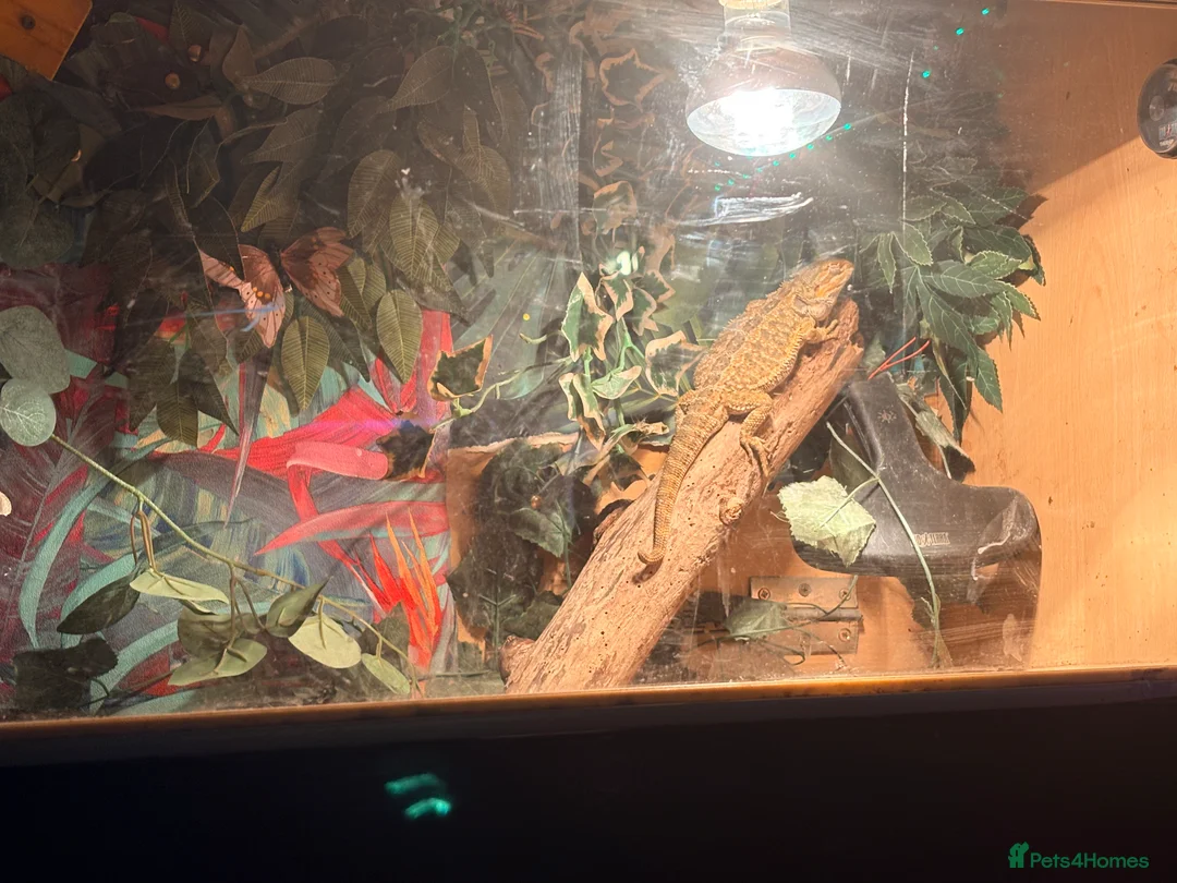 Bearded Dragon reptiles for sale: Selling my red monster bearded dragon he’s 3  - Advert 2