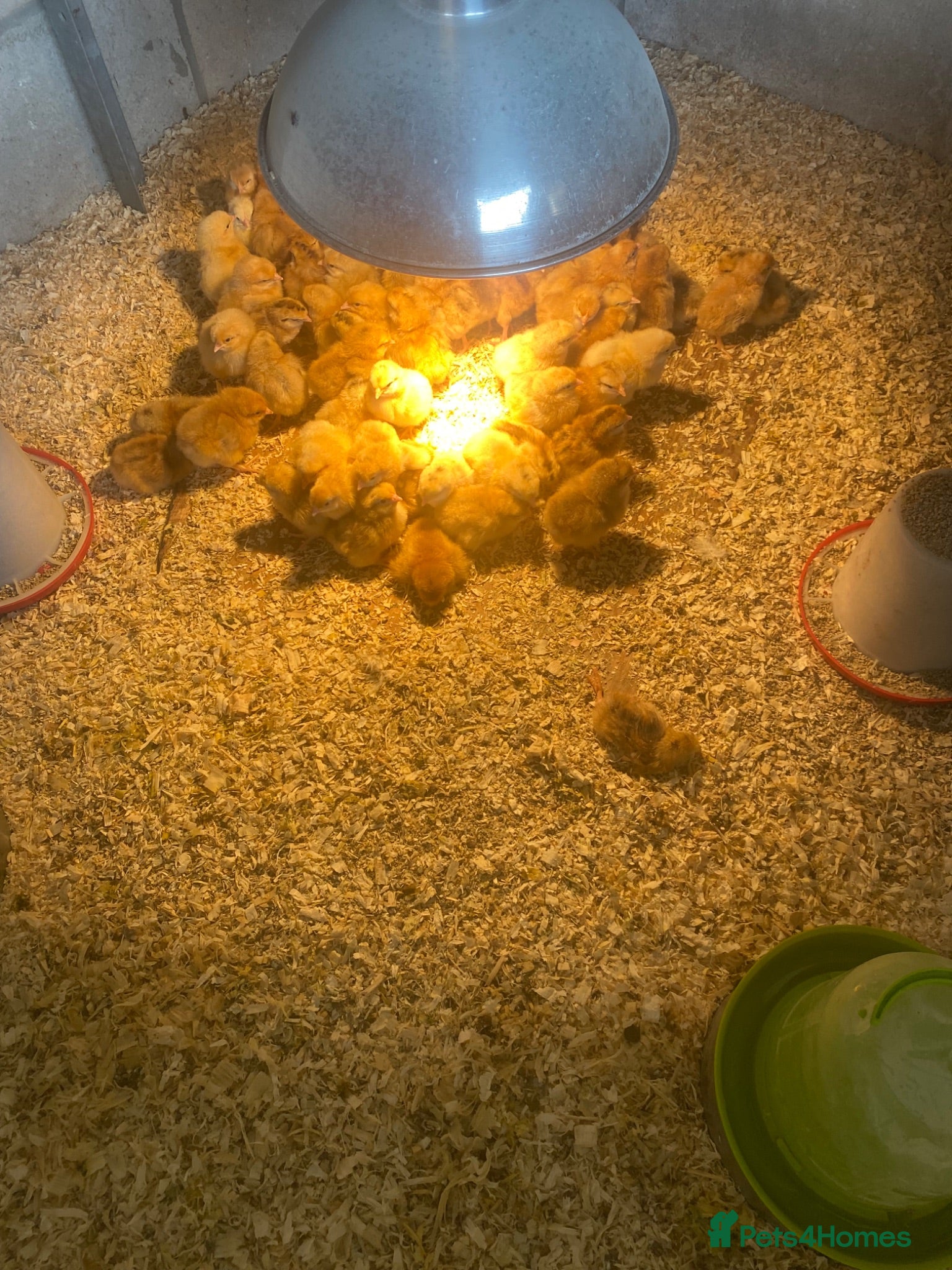 Chickens poultry Green/blue egg laying female chicks - Advert 1