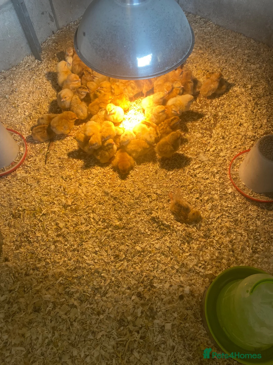 Chickens poultry for sale: Green/blue egg laying female chicks in Alford - Advert 1