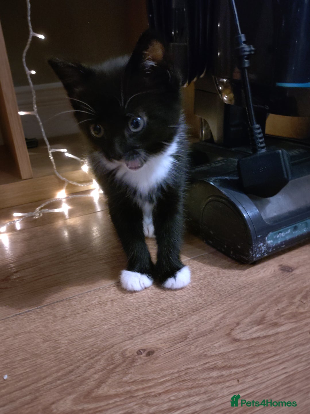 Mixed Breed cats for sale: Adorable Kitten for Sale - Image 2