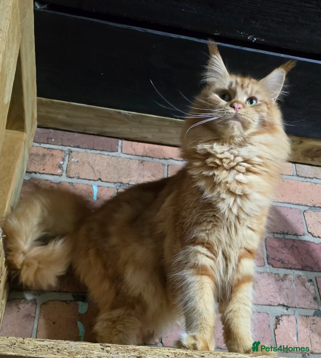 Maine Coon cats for sale: Tica Maine Coon kittens  - Advert 5