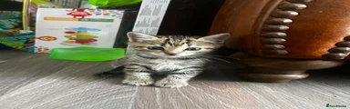 Domestic Shorthair 1