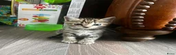 Domestic Shorthair cats for sale: Tabby kittens - Advert 7