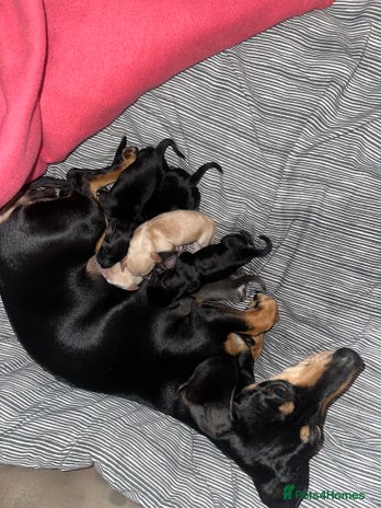 Dachshund dogs - Advert 3