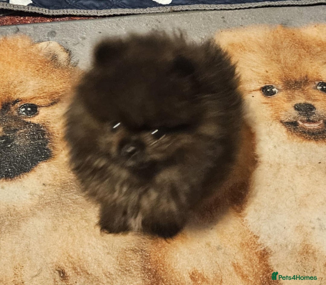 Pomeranian dogs for sale: TINY miracle KC Pomeranian 907grams at 16 weeks - Image 8