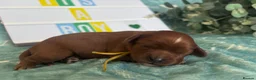 Cavalier King Charles Spaniel dogs for sale: Beautiful KC registered CKCS litter 💛 - Advert 6