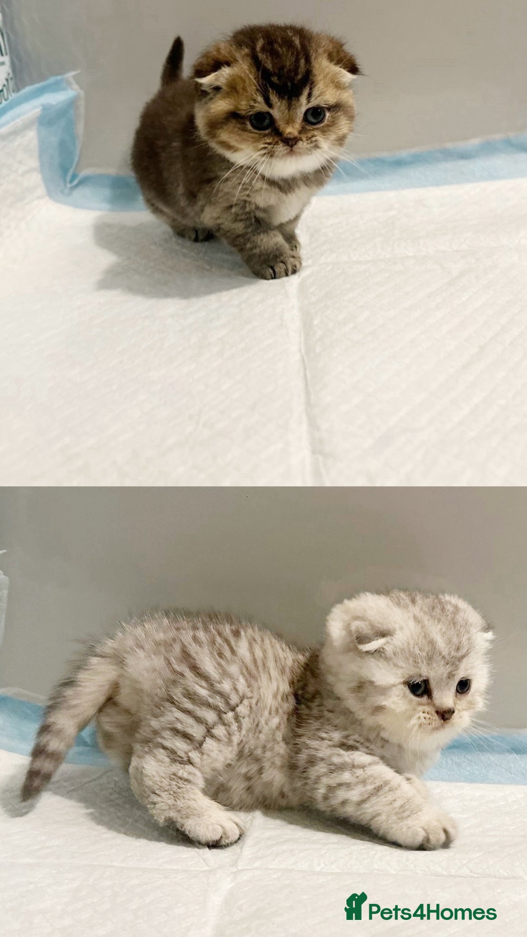 Scottish Fold cats for sale: 2 girl 1 boy beautiful quality Scottish Folds ❤️  - Advert 2