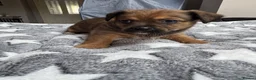 Chorkie dogs for sale: Gorgeous chorkie puppies  - Advert 4