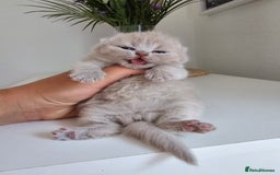 British Shorthair cats for sale: 2 LILAC BOYS CHUBBY BEAUTIES - Image 2