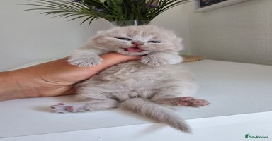 British Shorthair cats - Advert 6