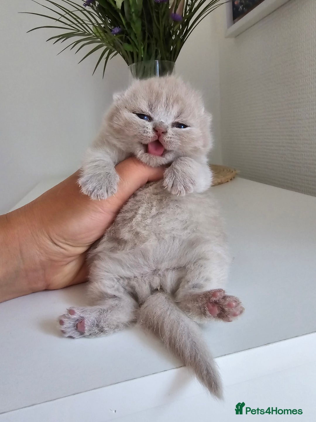 British Shorthair cats for sale: 2 LILAC BOYS CHUBBY BEAUTIES - Image 2