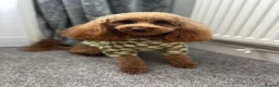 Toy Poodle dogs for stud: toy poodle for stud  - Advert 3