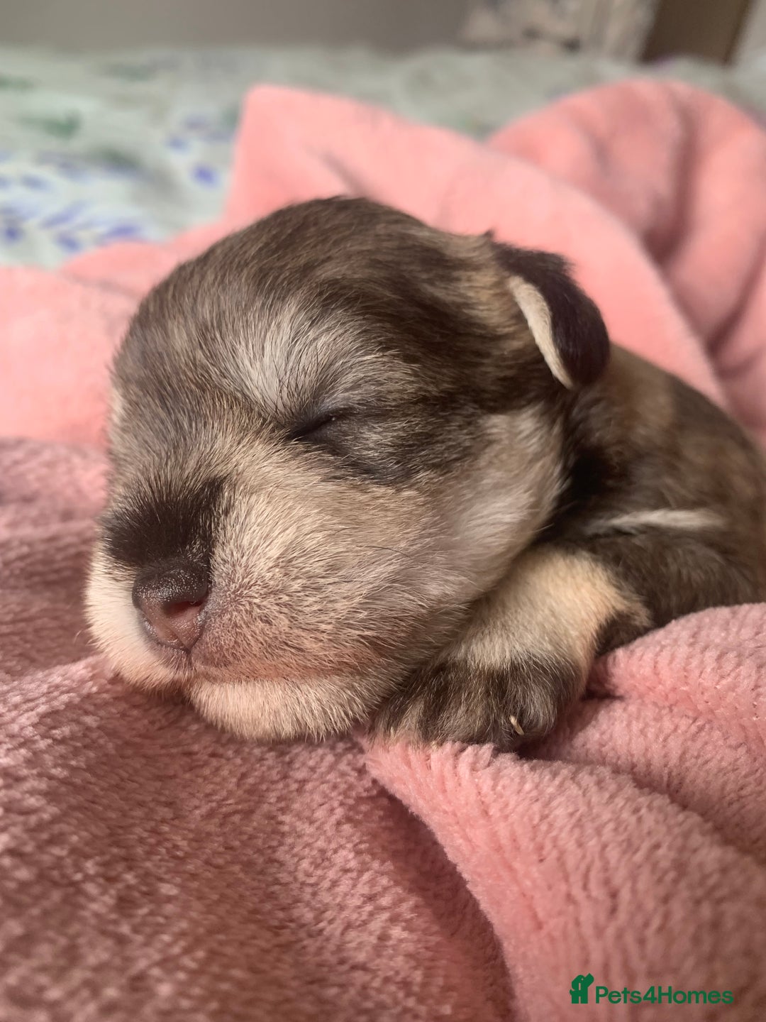 Miniature Schnauzer dogs for sale: KC BVA/MAC Chocolate Pepper Mini Schnauzers - Image 14