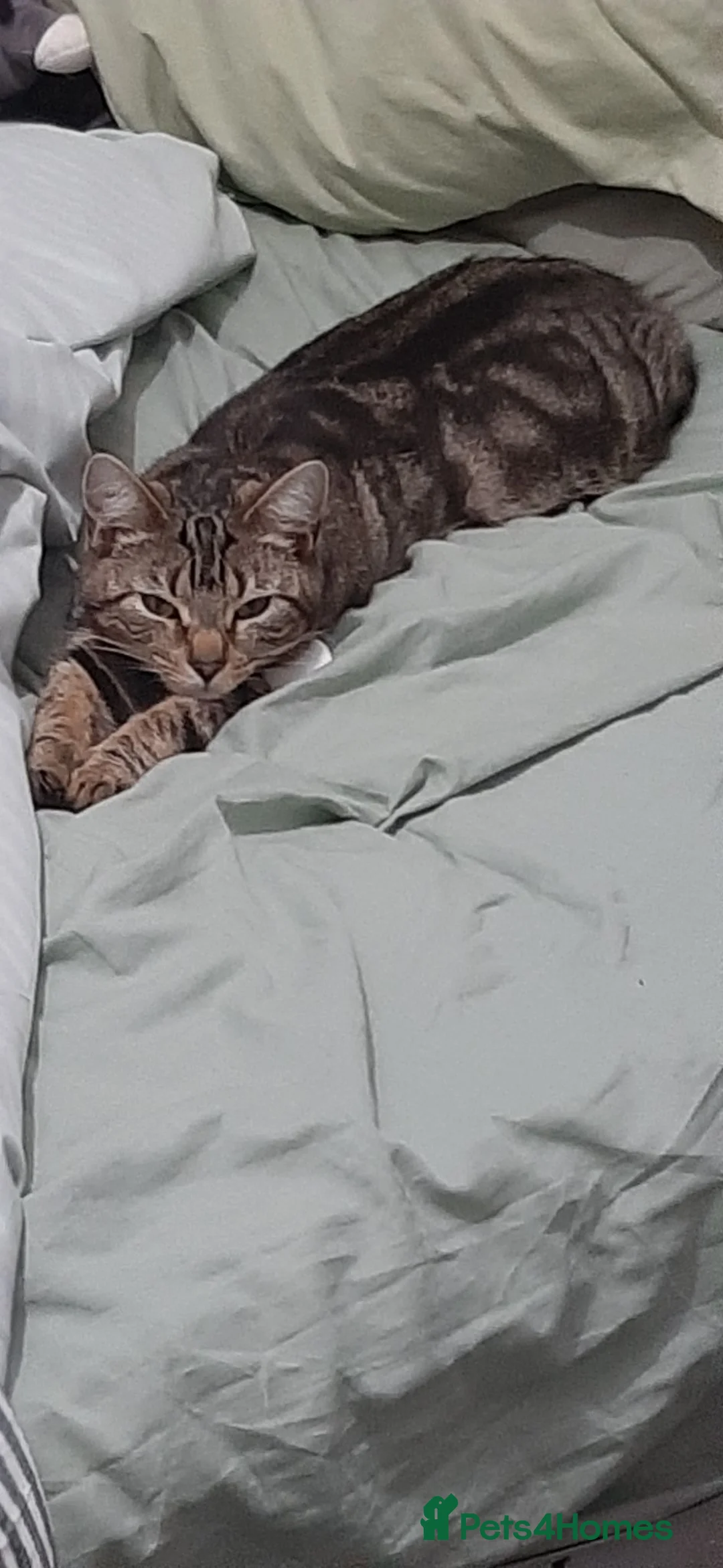 Mixed Breed cats for sale: Beautiful kittens looking for a loving home  in Ottery Saint Mary - Advert 1