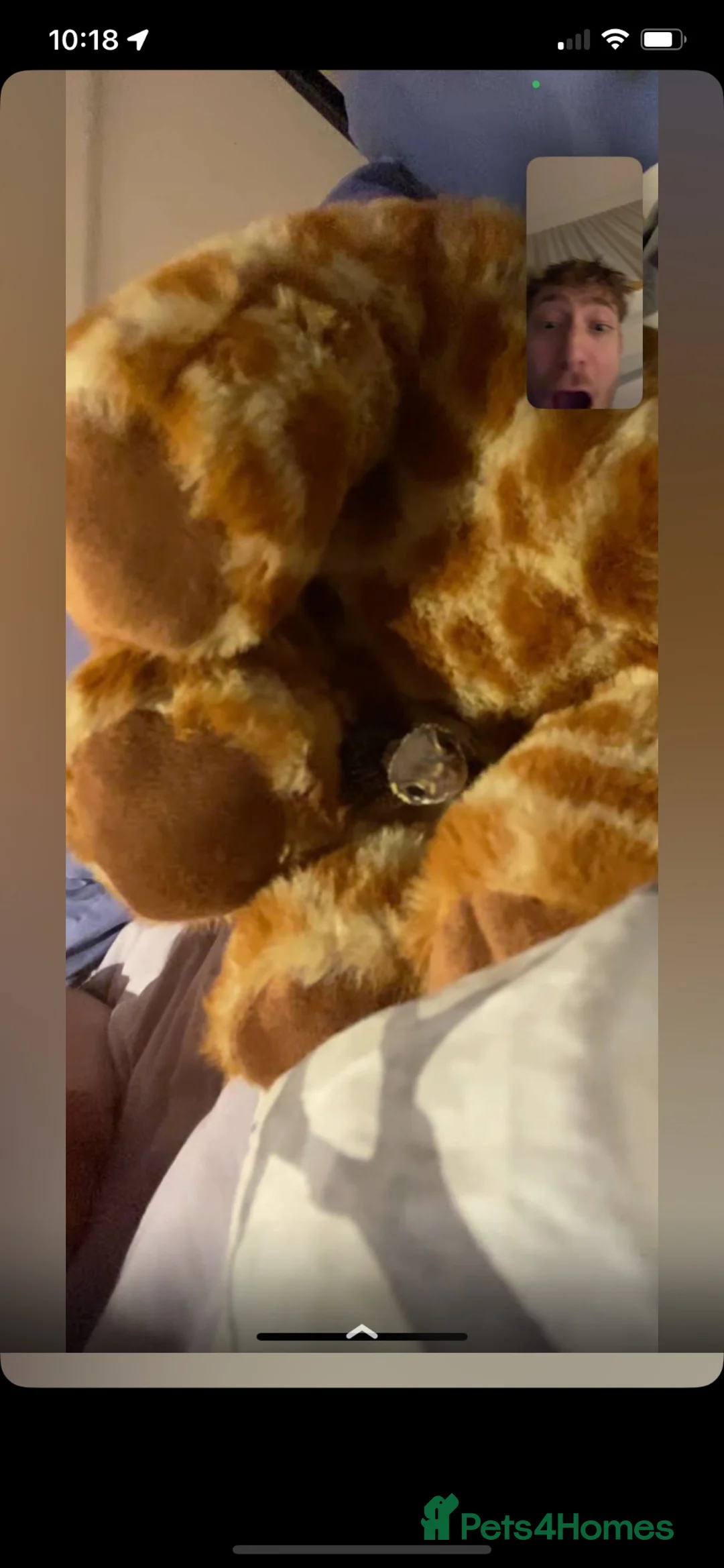 Gecko reptiles for sale: Barking gecko and everything for sale  in Lydney - Advert 2