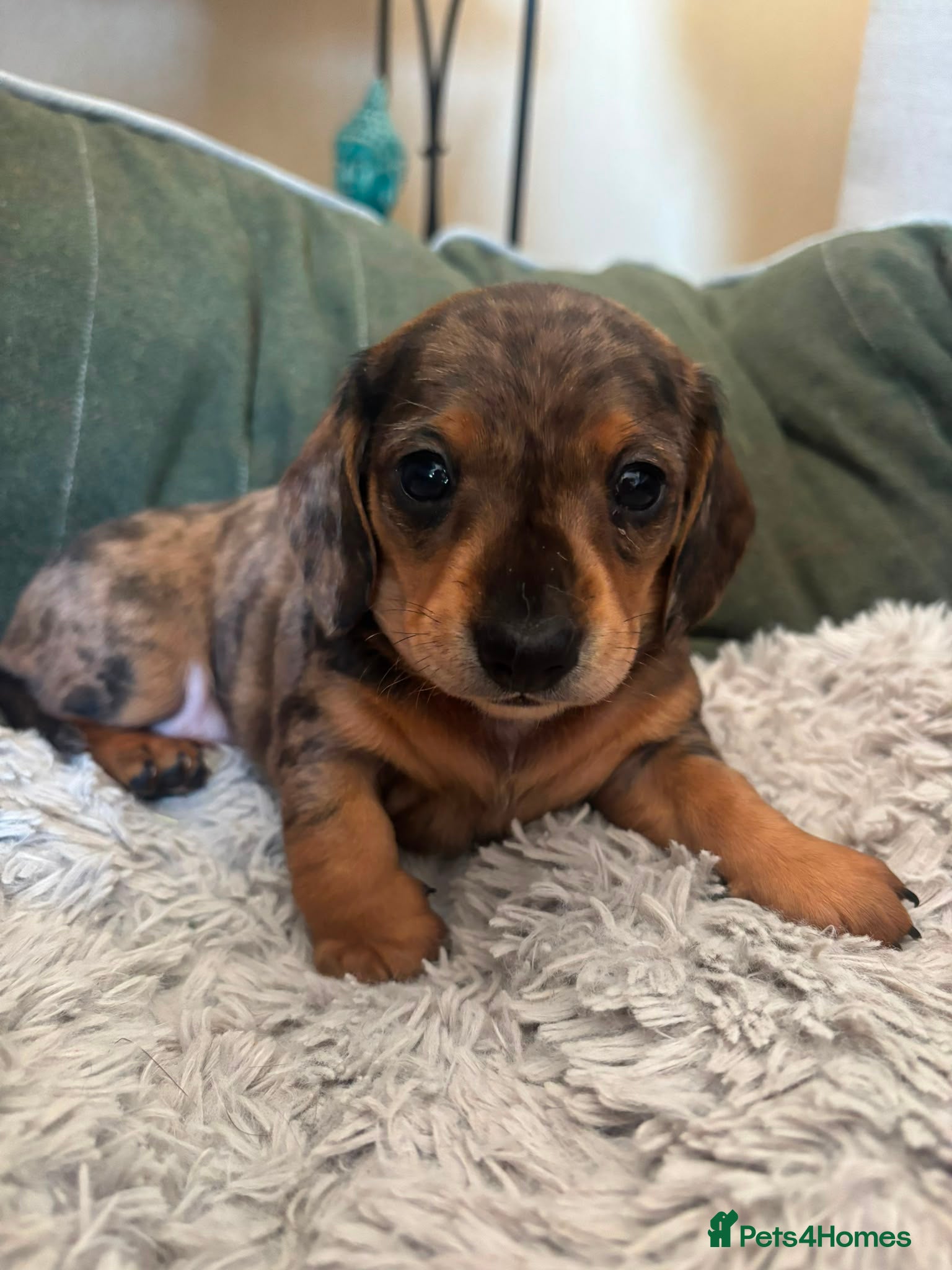 Dachshund dogs 2 beautiful cream dappled dachshund girls  - Advert 2