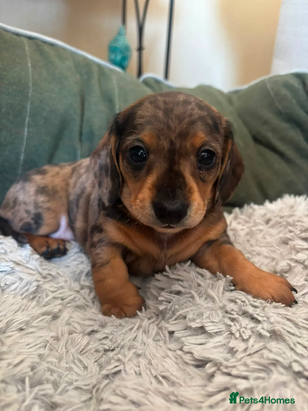 Dachshund dogs for sale: 2 beautiful cream dappled dachshund girls  - Advert 1