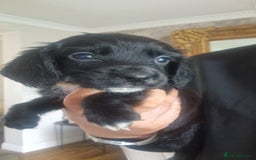 Sprocker dogs for sale: Beautiful litter of sprocker puppies - Image 34