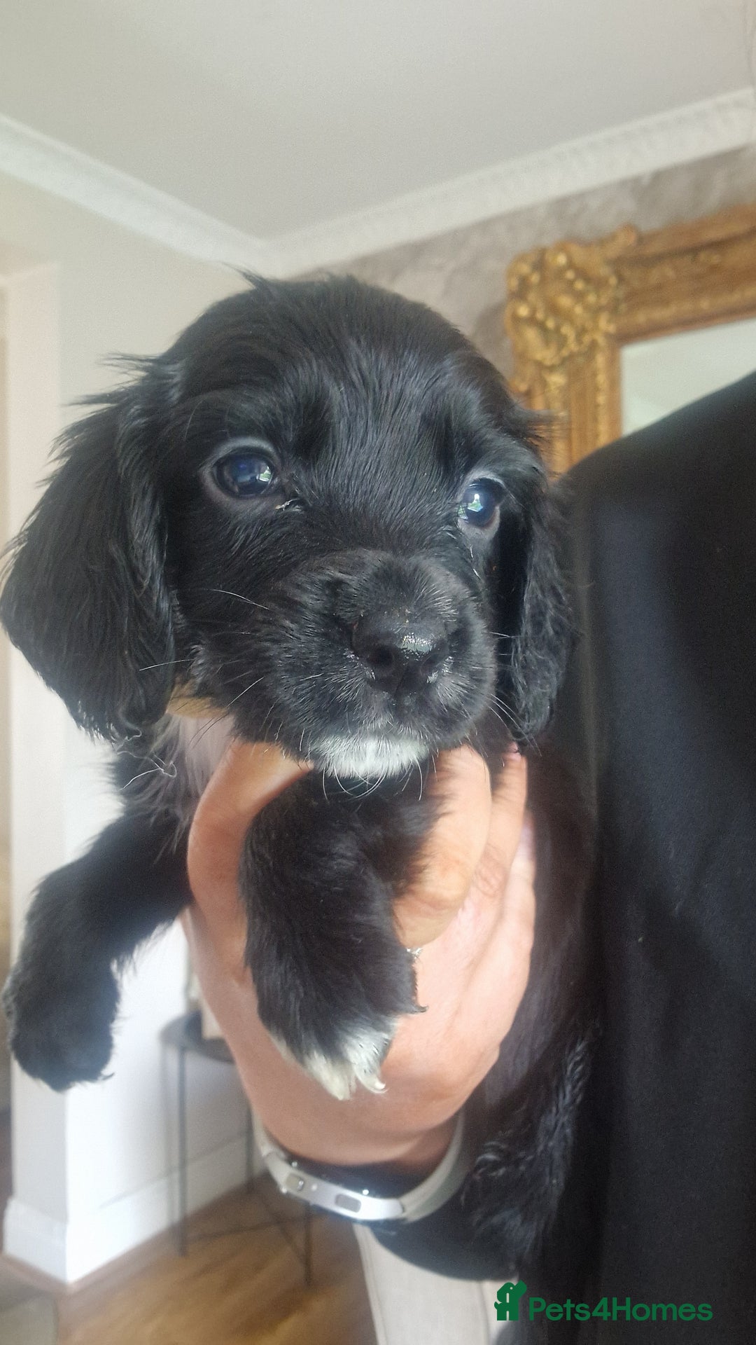 Sprocker dogs for sale: Beautiful litter of sprocker puppies - Image 34