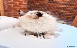 Ragdoll cats for sale: Six adorable Ragdoll kittens(1 boy and 1 girl left in Wokingham - Image 9