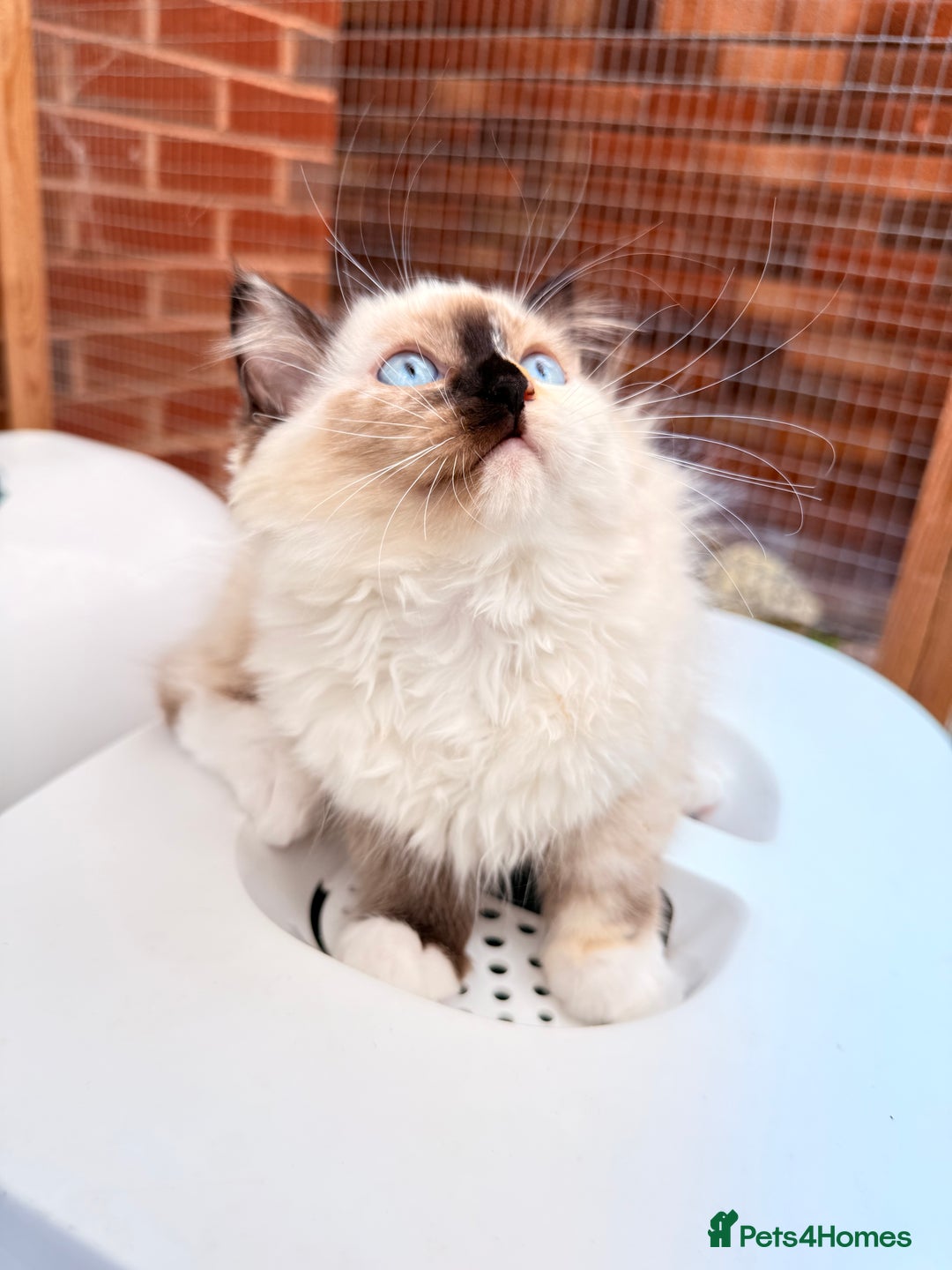 Ragdoll cats for sale: Six adorable Ragdoll kittens(1 boy and 1 girl left in Wokingham - Image 9