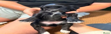 Sprocker 2