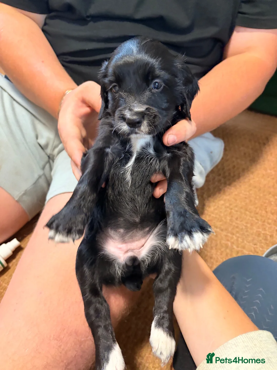 Sprocker dogs for sale: Sproker pups  - Advert 5