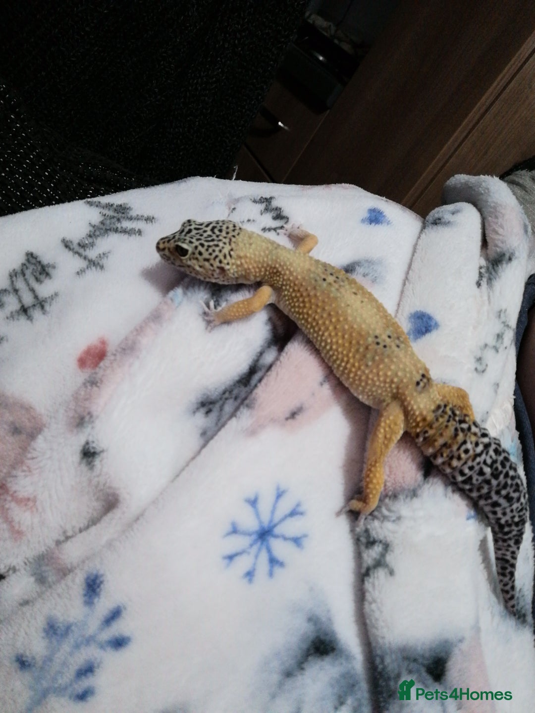 Leopard Gecko reptiles for sale: Leopard Gecko  - Image 2