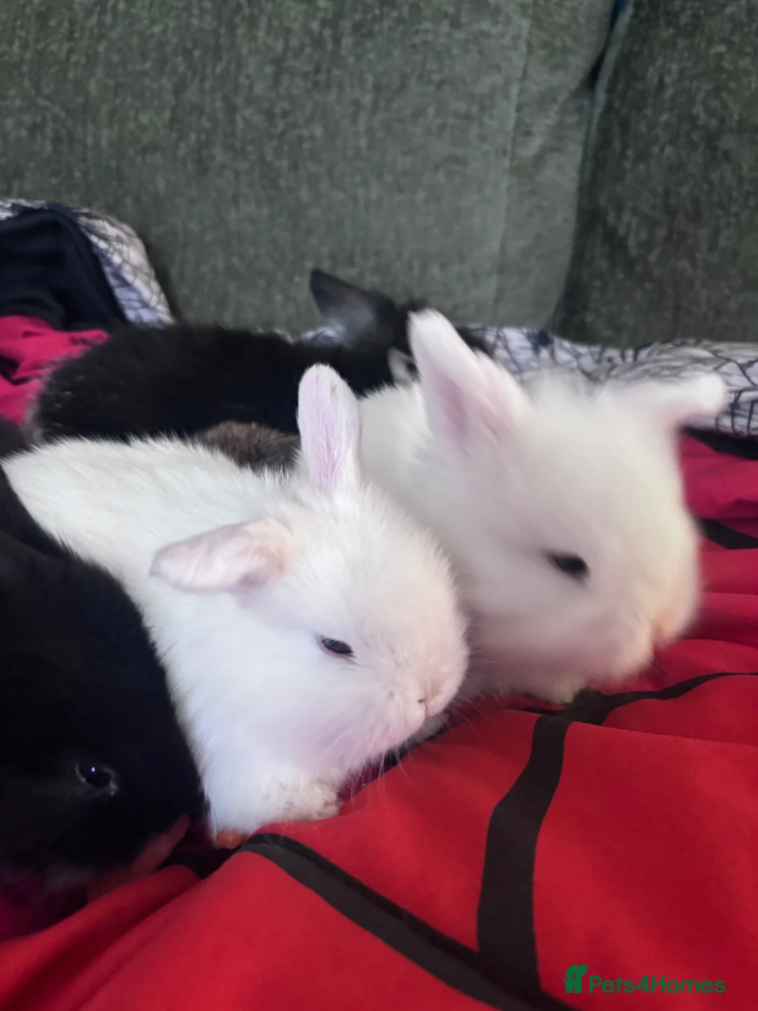 Mixed Breed rabbits for sale: Baby rabbits in Burton-on-Trent - Advert 5