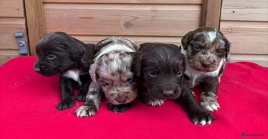 Sprocker dogs - Advert 3