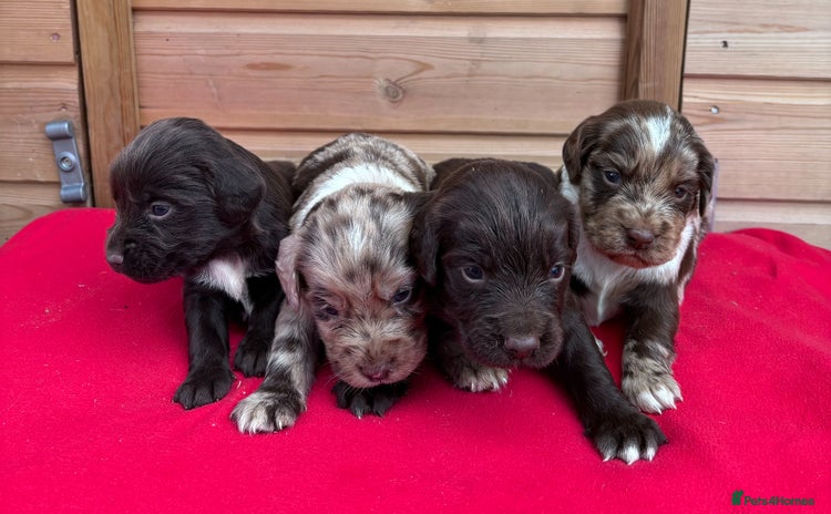 Sprocker dogs - Advert 1