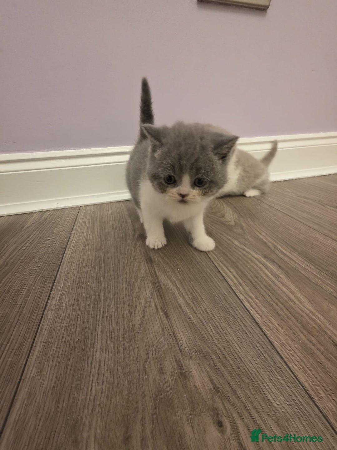 British Shorthair cats for sale: British shorthair - Advert 20