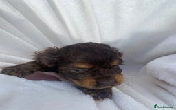 Cockapoo dogs for sale: American cockapoos rare green eyes phantoms - Image 10