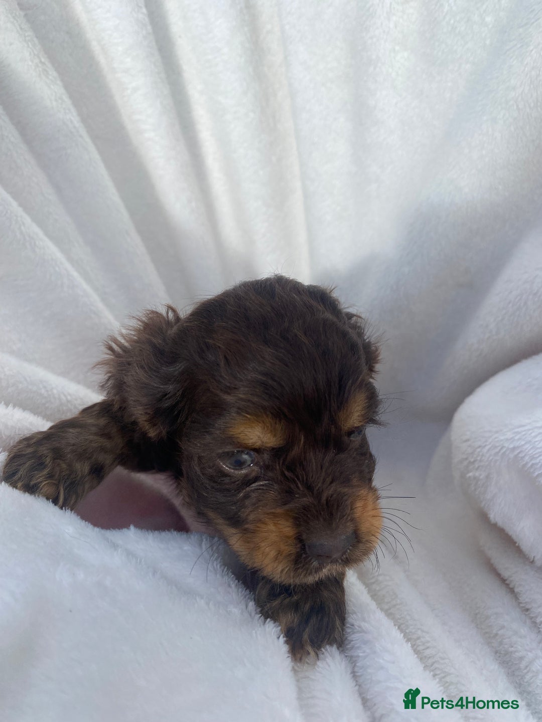 Cockapoo dogs for sale: American cockapoos rare green eyes phantoms - Image 10