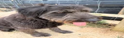 Mixed Breed dogs for sale: German shepherd cross - Advert 2