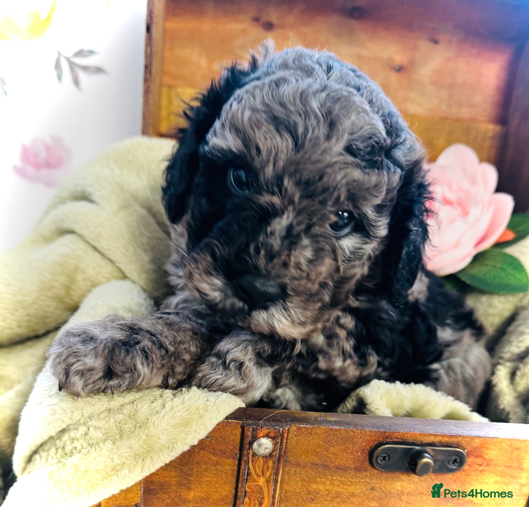 Cavapoochon dogs for sale: F1b Cavapoochon  - Image 5