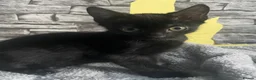 Mixed Breed cats for sale: 4 gorgeous British shorthair cross kittens - Advert 10