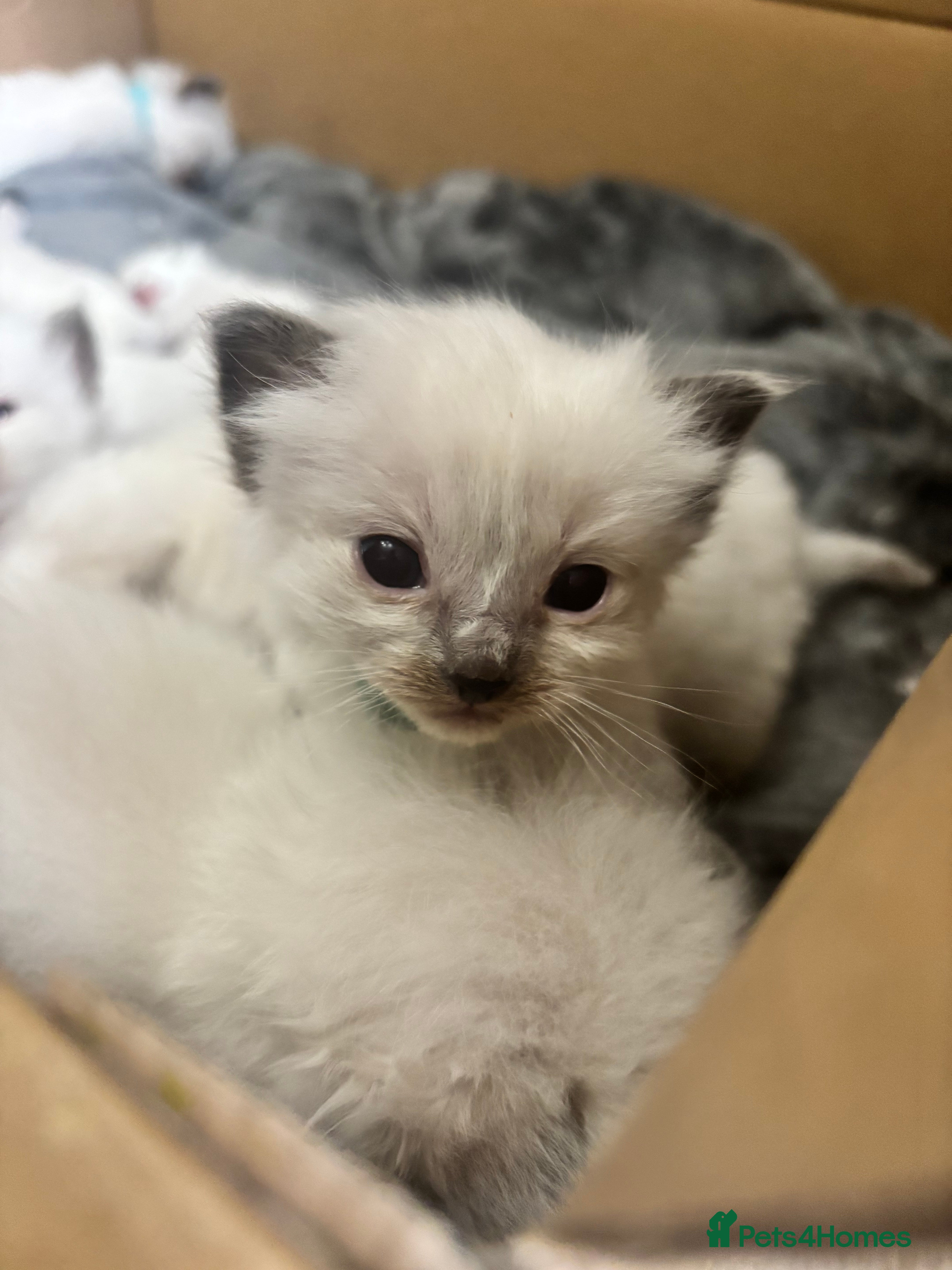 Ragdoll cats Blue point ragdoll kittens  - Advert 2