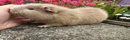 Guinea Pig rodents for sale: Beautiful Swiss sows (female)  - Advert 12