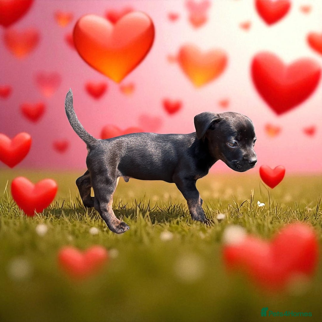 Mixed Breed dogs for sale: Daxiecross Frenchy  - Image 10
